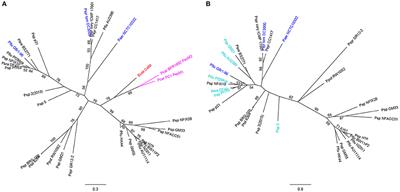 Novel Immunity Proteins Associated with Colicin M-like Bacteriocins Exhibit Promiscuous Protection in Pseudomonas